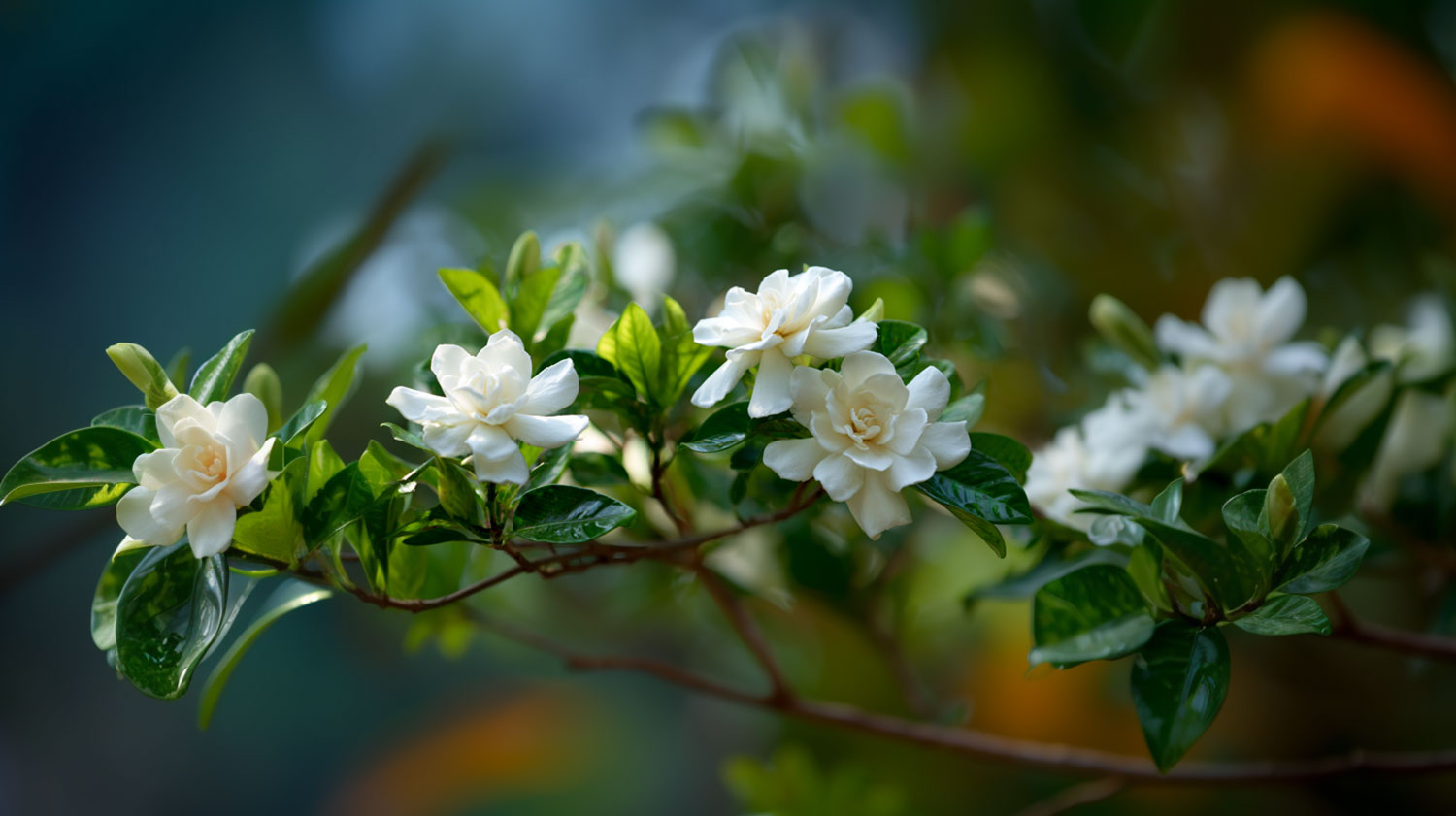 gardenia-pflanze